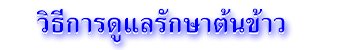 วิธีการดูแลรักษาต้นข้าว