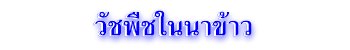 วัชพืชในนาข้าว