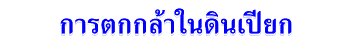 การตกกล้าในดินเปียก