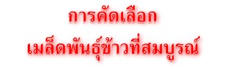 การคัดเลือกเมล็ดพันธุ์ข้าวที่สมบูรณ์