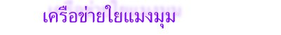 เครือข่ายใยแมงมุม