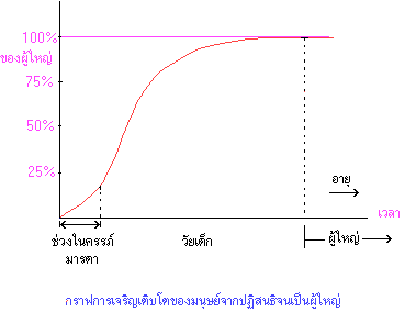 กราฟการเจริญเติบโตของมนุษย์จากปฏิสนธิเป็นผู้ใหญ่