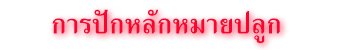 การปักหลักหมายปลูก