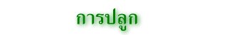 การปลูก