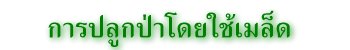 การปลูกป่าโดยใช้เมล็ด