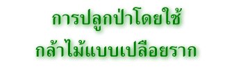 การปลูกป่าโดยใช้กล้าไม้แบบเปลือยราก