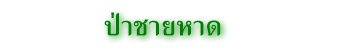 ป่าชายหาด