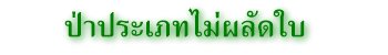 ป่าประเภทไม่ผลัดใบ