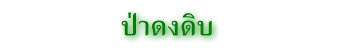 ป่าดงดิบ