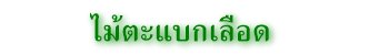 ไม้ตะแบกเลือด