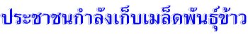 ประชาชนกำลังเก็บเมล็ดพันธุ์ข้าว