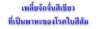 เพลี้ยจักจั่นสีเขียวที่เป็นพาหะของโรคใบสีส้ม