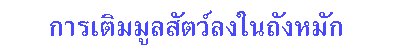 การเติมมูลสัตว์ลงในถังหมัก