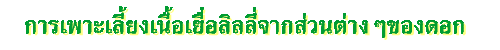การเพาะเลี้ยงเนื้อเยื่อลิลลี่จากส่วนต่างๆของดอก