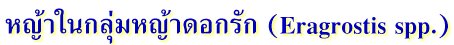 หญ้าในกลุ่มหญ้าดอกรัก