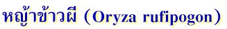 หญ้าข้าวผี