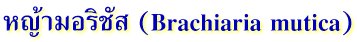 หญ้ามอริชัส