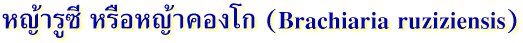 หญ้ารูซี หรือหญ้าคองโก