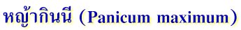หญ้ากินนี