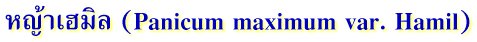 หญ้าเฮมิล