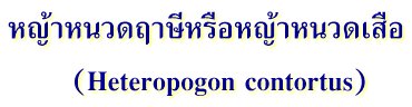 หญ้าหนวดฤาษีหรือหญ้าหนวดเสือ