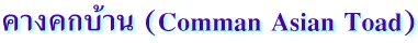 คางคกบ้าน  (Comman Asian Toad)
