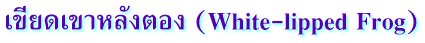 เขียดเขาหลังตอง  (White-lipped frog)