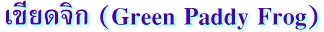 เขียดจิก (Green Paddy Frog)