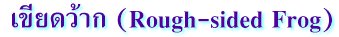 เขียดว้าก (Rough-sided Frog)