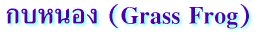 กบหนอง (Grass Frog)