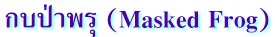 กบป่าพรุ (Masked Frog)