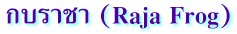 กบราชา (Raja Frog)