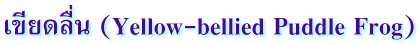 เขียดลื่น (Yellow-bellied Puddle Frog)