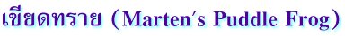 เขียดทราย (Marten's Puddle Frog)