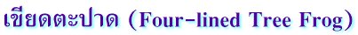เขียดตะปาด (Four-lined Tree Frog)