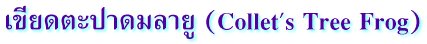 เขียดตะปาดมลายู (Collet's Tree Frog)