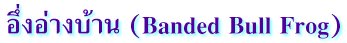 อึ่งอ่างบ้าน (Banded Bull Frog)
