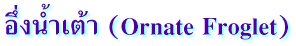 อึ่งน้ำเต้า (Ornate Froglet)