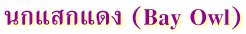 นกแสกแดง