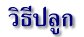 วิธีปลูก