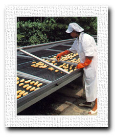 แสดงการตากกล้วยด้วยครื่องอบแห้งพลังแสงอาทิตย์