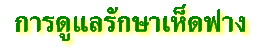 การดูแลรักษา