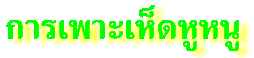 เห็ดหูหนู