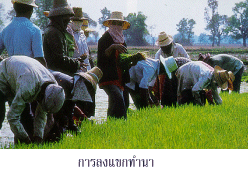 การ<wbr>ลง<wbr>แขก<wbr>ทำ<wbr>นา<wbr><wbr>